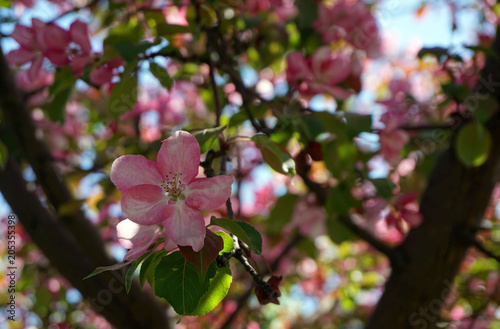 Цветение вишневых деревьев
