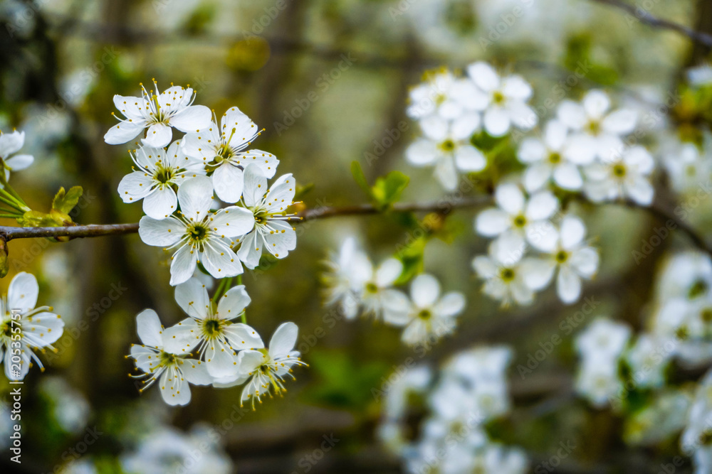 white cherry flowers on blurred background close-up white cherry flowers on blurred background close-up
