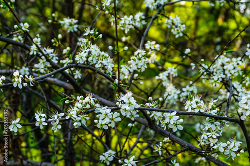 white cherry flowers on branches in spring