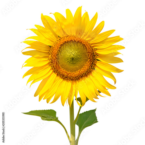 Sunflower isolated on white background