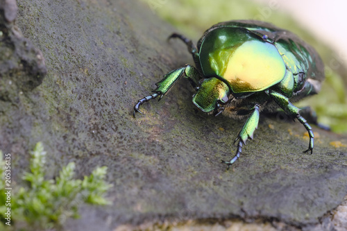 Großer Goldkäfer (Protaetia aeruginosa) photo