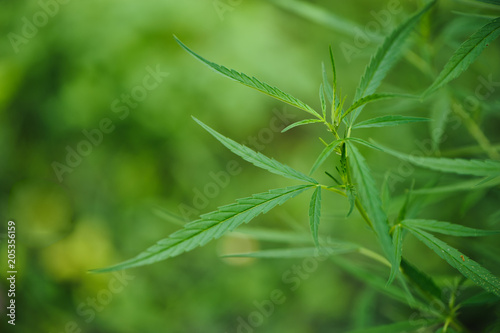  close up Marijuana green leaf