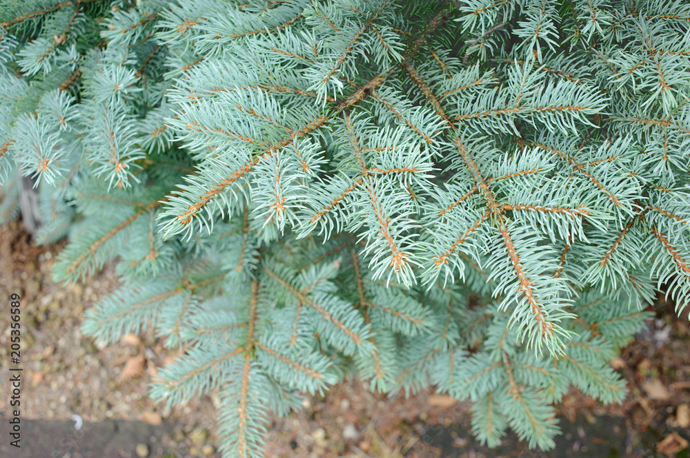 pine leaves , use as background