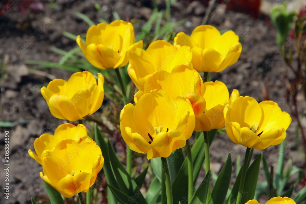 Yellow tulips on flower bed in garden. Spring garden Yellow tulips on flower bed in garden. Spring garden