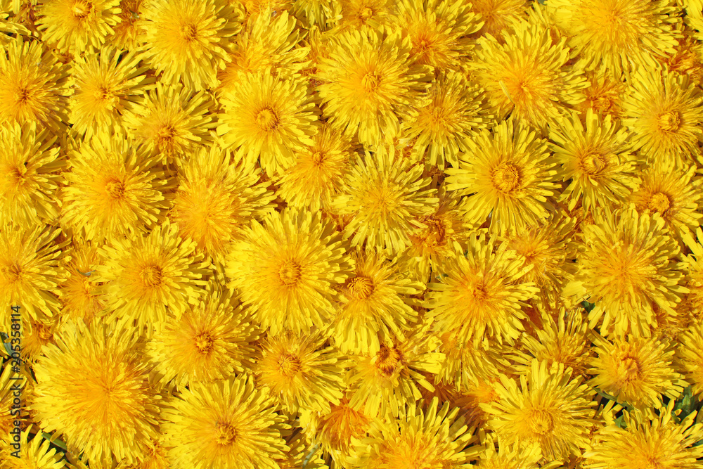 Yellow Flowers Entirely Covered Background, Top View Yellow Flowers Entirely Covered Background, Top View