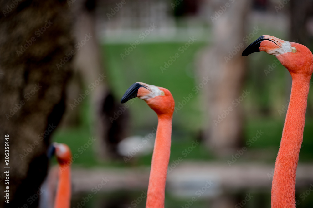Fototapeta premium Pink flamingo in a garden in the city of Madrid, Spain