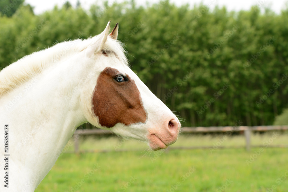 Beautiful piebald young horse running in the field. Beautiful piebald young horse running in the field.