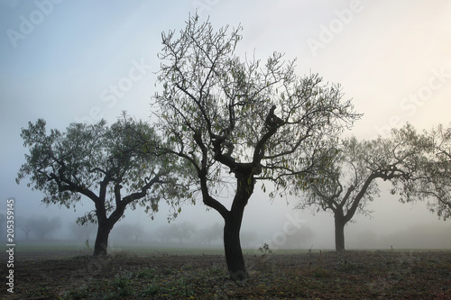 Almond trees in fog