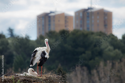 Urban Storks in the center of the city of Madrid in Spain