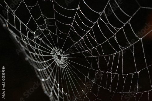 spiderweb silk details on black background