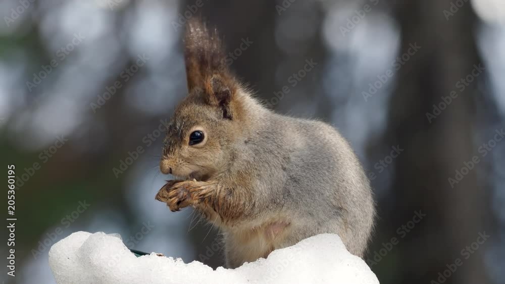 Eurasian red squirrel (Sciurus vulgaris) eating with snow in the background. Eurasian red squirrel (Sciurus vulgaris) eating with snow in the background.