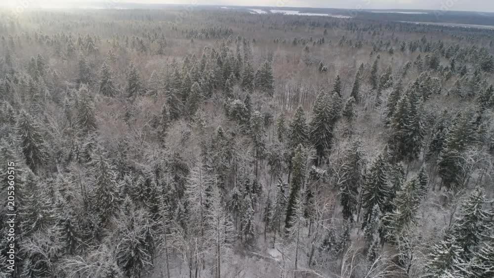 Aerial view: winter forest. Snowy tree branch in a view of the winter forest. Winter landscape, forest, trees covered with frost, snow. Aerial footage, 4K video. Aerial view: winter forest. Snowy tree branch in a view of the winter forest. Winter landscape, forest, trees covered with frost, snow. Aerial footage, 4K video.