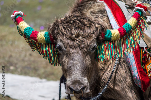 A close up of a domesticated Yak decorated with wool for Ride at Changu, Tsomgo Lake, Sikkim, India