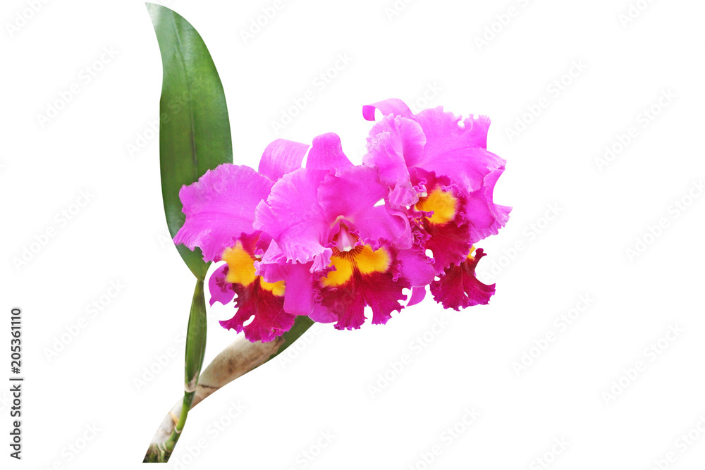 Beautiful pink orchid blooming,Cattleya John Lindley isolated on white background