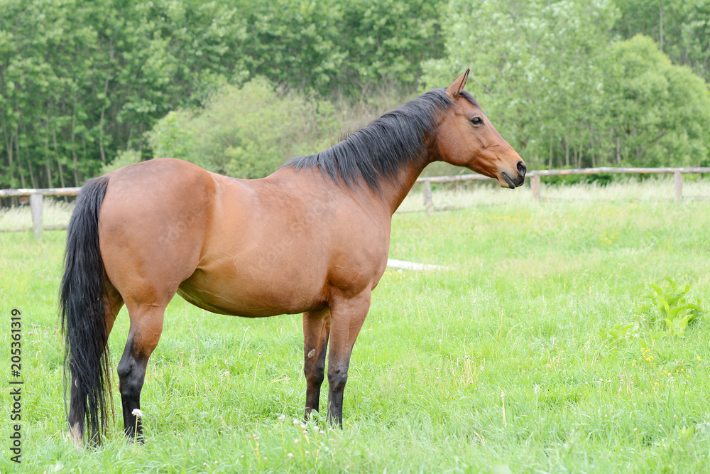 Beautiful brown horse running in the field. Beautiful brown horse running in the field.