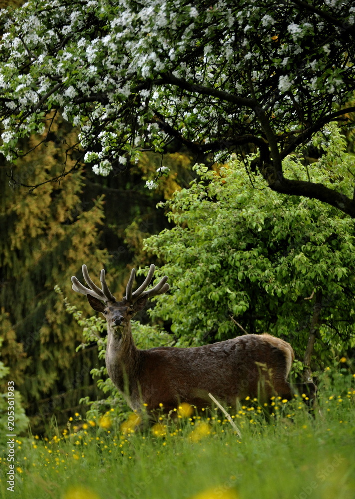 Fototapeta premium European deer under apple tree
