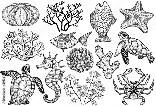 Sketch of sea shells, fish, corals and turtle. Hand Drawn vector illustration.