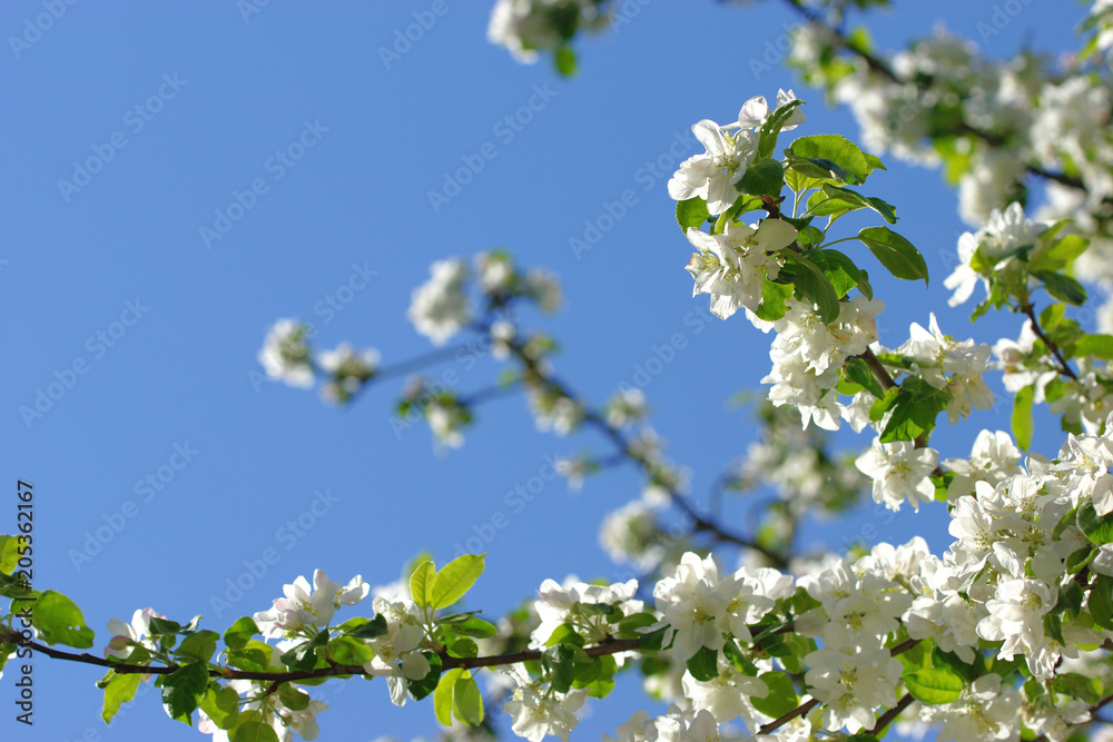 Apple-tree flowers on sky background of a spring garden Apple-tree flowers on sky background of a spring garden