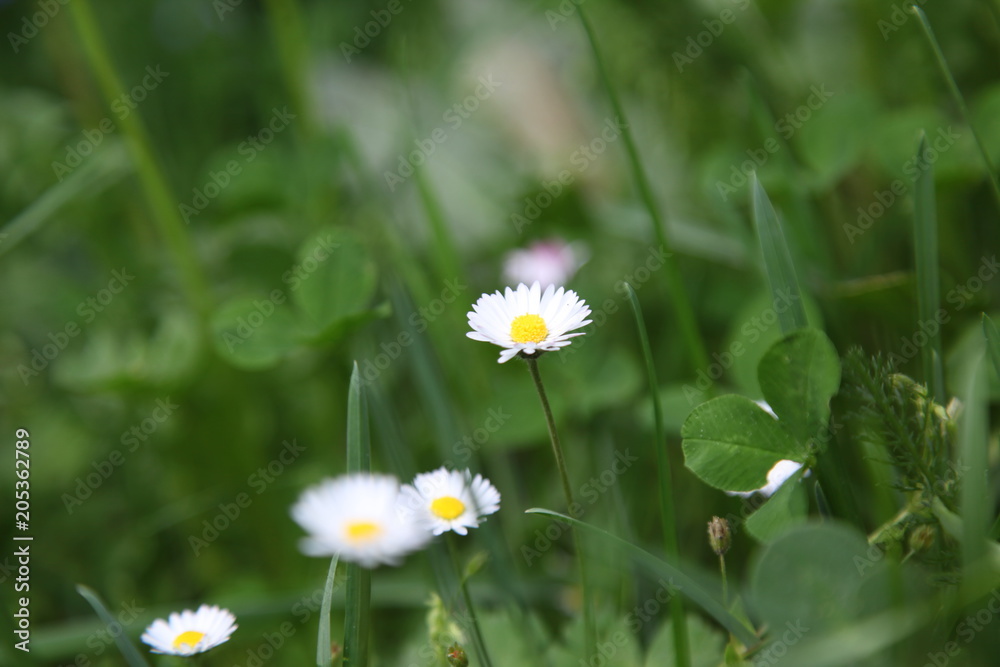 Flowers of chamomile chamomile in drops of morning dew. Joyful morning mood.. Flowers of chamomile chamomile in drops of morning dew. Joyful morning mood..