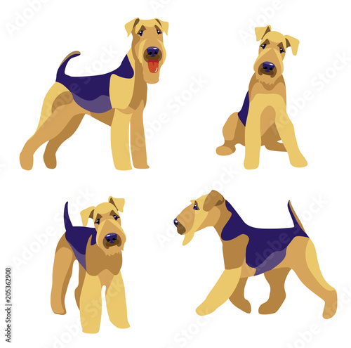 Airedale Terrier dogs set on a white background vector illustration