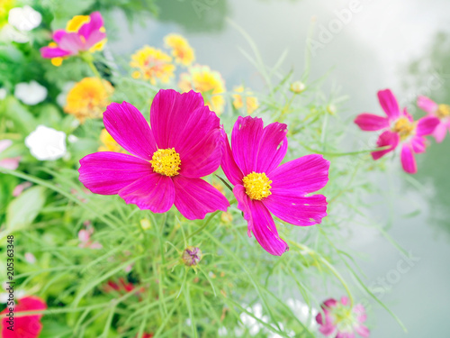 Cosmos flowers  Pink and red cosmos flowers garden  soft focus and retro film look in blue green  mint  color tone. cosmos flowers blooming in the garden.