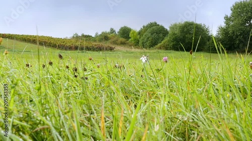 Parson russell terrier bitch bounces across a summer meadow with wild flowers stopping next to the camera to look attentive to the right, slow motion daylight shot on location in germany, approx. 28s