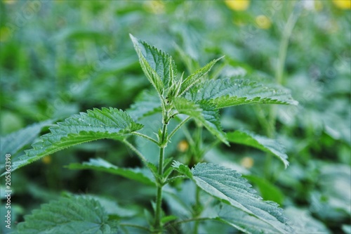 Natural herbal medicine background - bunch of common nettle (Urtica dioica) in close-up.