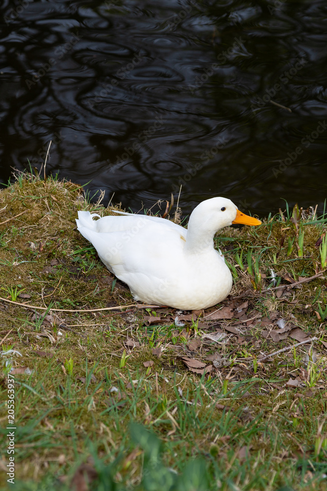 Obraz premium White duck sitting