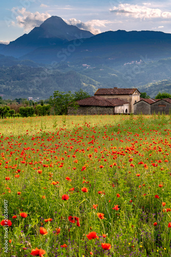 Poppy Field in Tuscany