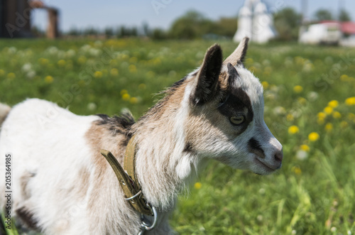 Close up black and white baby goat on a chain against grass flowers building on a background. White ridiculous kid is grazed on a farm, on a green grass. Animal. Agriculture. Pasture. photo