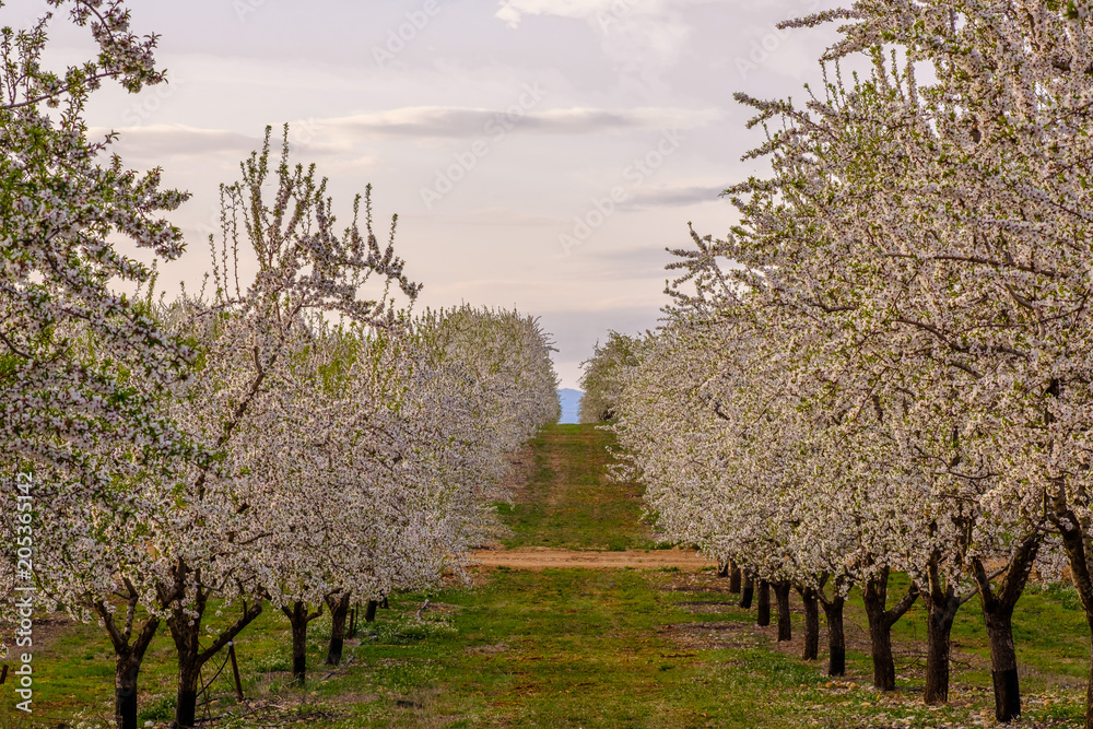 Les amandiers en fleurs au printemps, Alpes de Haute Provence, France.