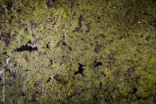 bubbles on swamp water surface