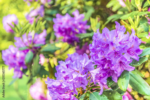 Natural flower background. Amazing view of colorful rododendron blooming in the garden under sunlight. Spring Day. Outdoors.