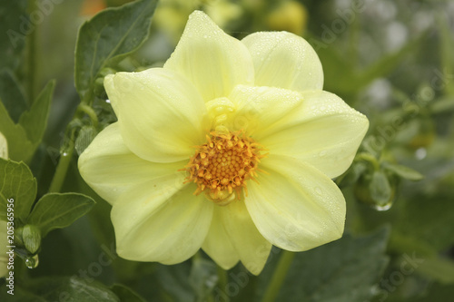 creamy yellow Dahlia