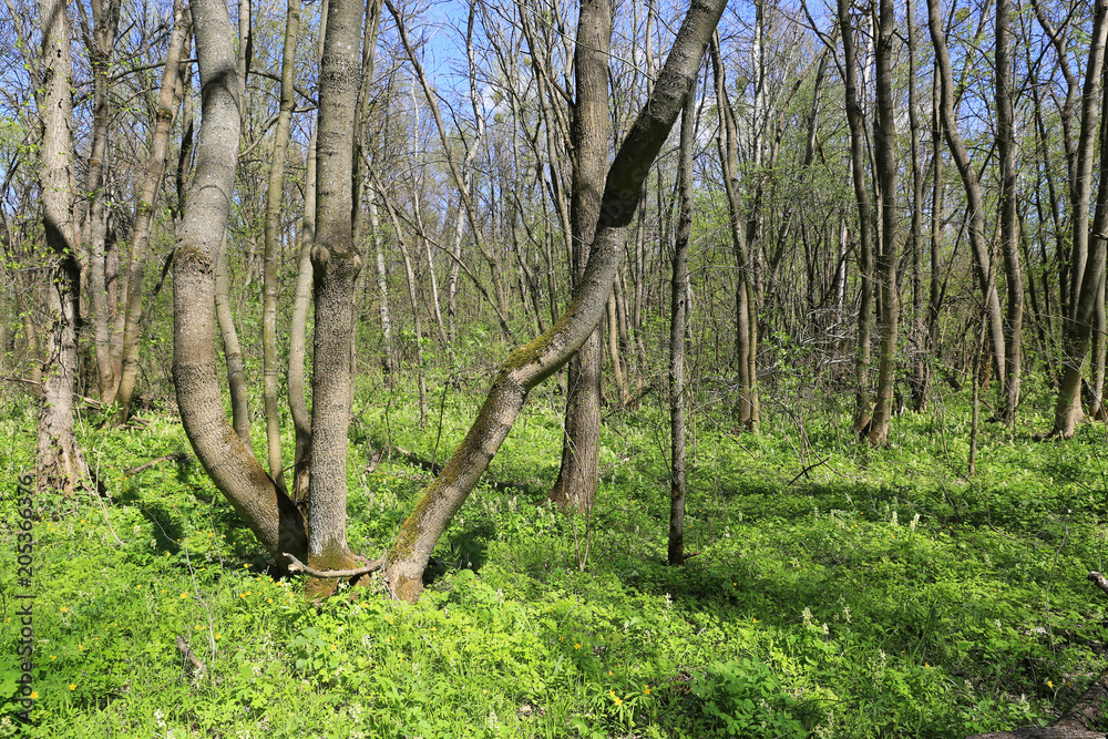 Fototapeta premium spring in forest