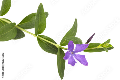 Blue flower of periwinkle  lat. Vinca  isolated on white background