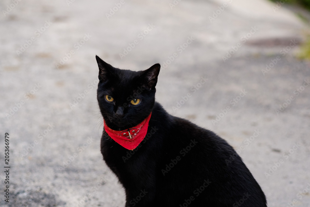 Joli Chat Noir Yeux Jaunes Assis Dans La Rue De Provence Gros Plan Stock Photo Adobe Stock