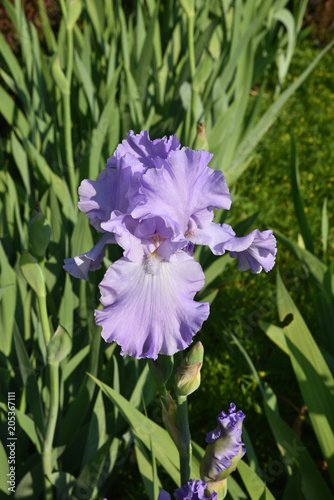 Fototapeta Naklejka Na Ścianę i Meble -  Iris bleu ciel au jardin