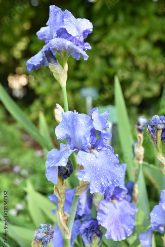 Fototapeta Naklejka Na Ścianę i Meble -  Iris bleu perlé de pluie au printemps
