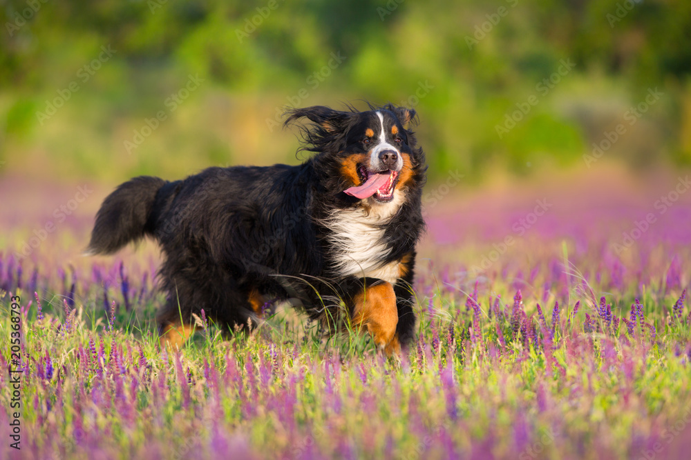 Bernese sennenhund dog run in violet salvia flowers 