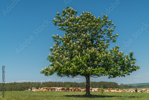  A lonely blooming chestnut tree on a hill with cattle underneath