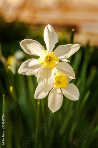 Blooming Narcissus daffodils. Flower bed jonquils with blurred bokeh background. Inspirational natural floral spring or summer blooming garden or park. Colorful blooming ecology nature landscape
