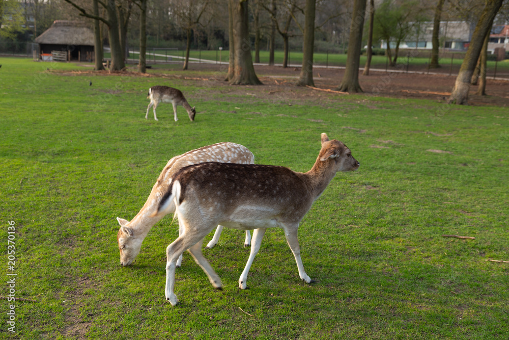 Deer together Deer together
