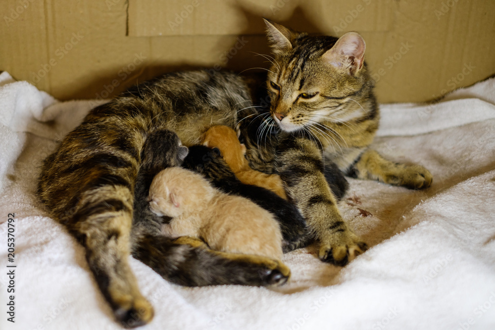 Chat tigré (femelle) qui allaite des chatons nouveau nés.