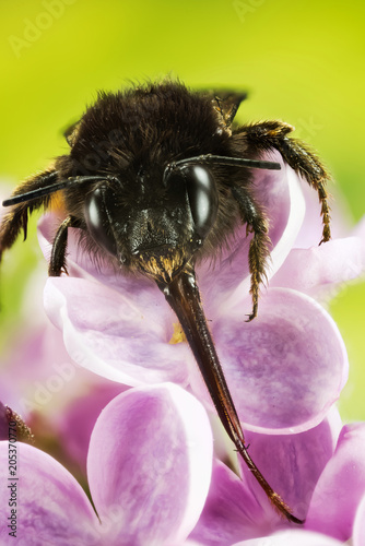 Hairy-footed Flower-bee, Anthophora plumipes photo