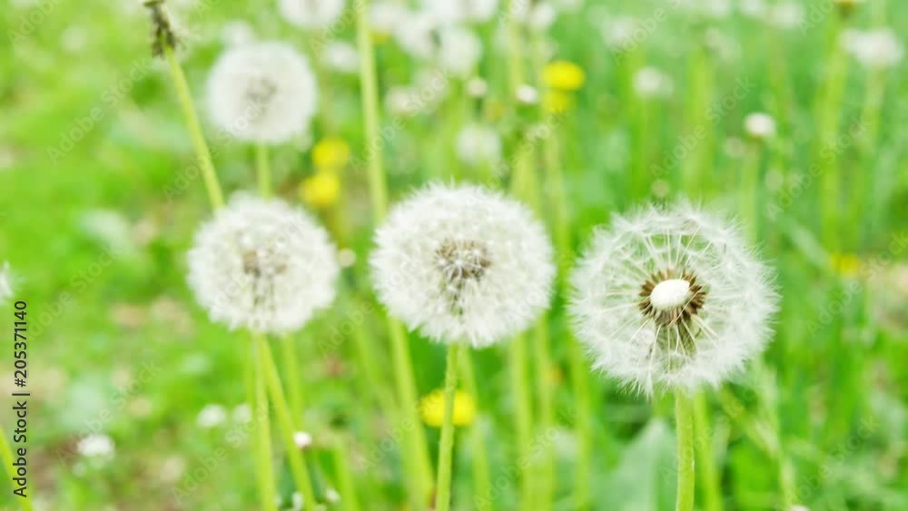 Closeup of dandelion on natural background. White fluffy dandelions, natural green spring background Closeup of dandelion on natural background. White fluffy dandelions, natural green spring background