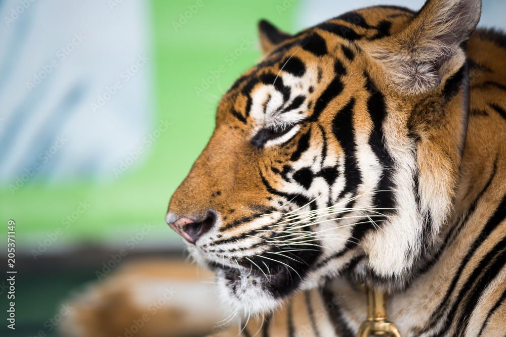 Fototapeta premium Tiger is relaxing.