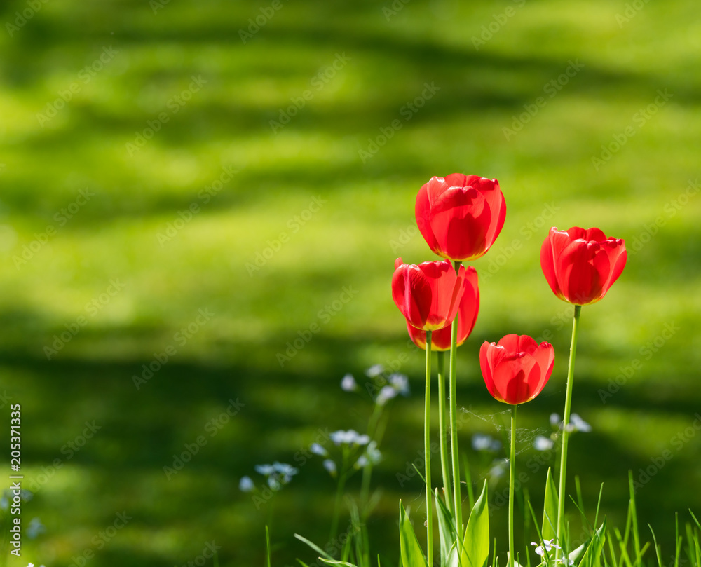 Red delicious tulips for mothers day or valentines day Red delicious tulips for mothers day or valentines day