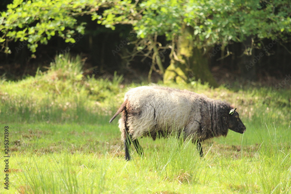 Grazing Sheep Grazing Sheep