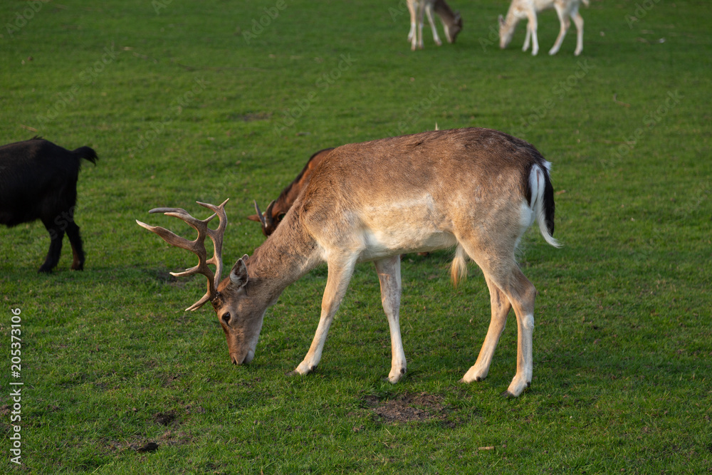 Male deer Male deer